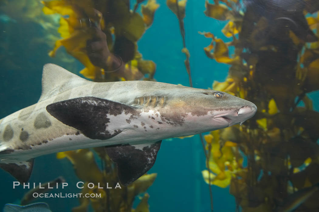Leopard shark swims through a kelp forest, Triakis semifasciata