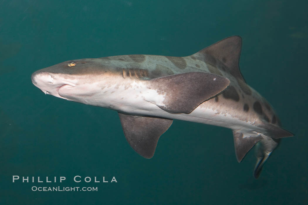 Leopard shark swims through a kelp forest., Triakis semifasciata, natural history stock photograph, photo id 14932