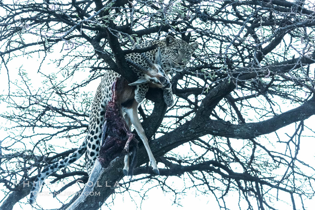 Leopard with kill in tree at night. Olare Orok Conservancy, Kenya, Panthera pardus, natural history stock photograph, photo id 30094