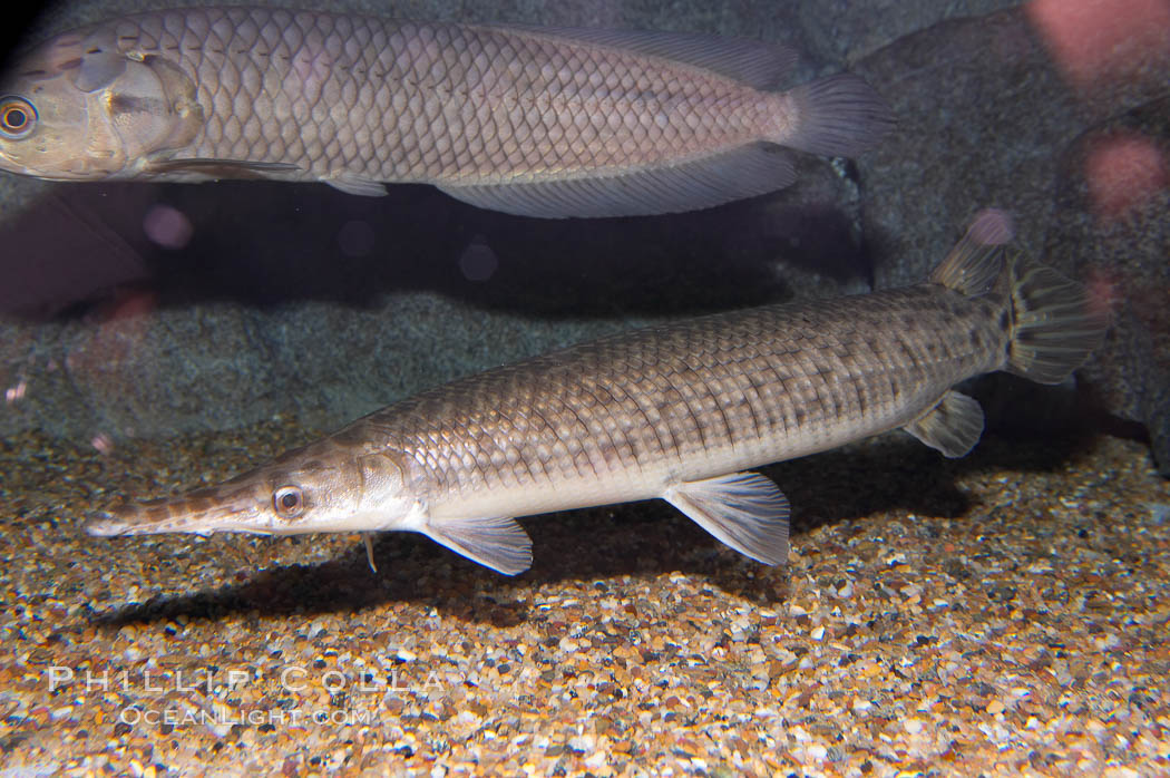 Spotted gar., Lepisosteus oculatus, natural history stock photograph, photo id 14710