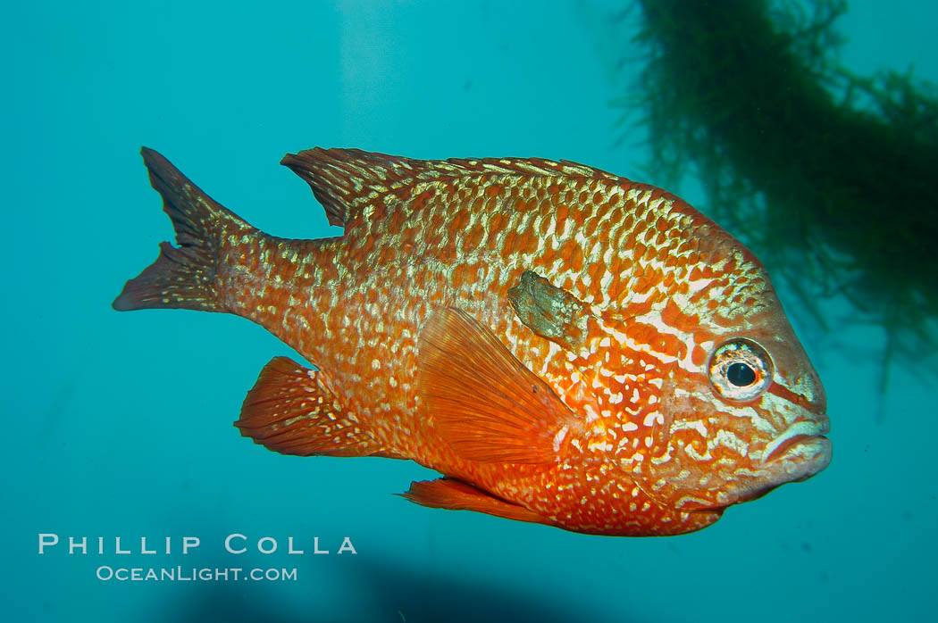 Longear sunfish, native to the watersheds of the Mississippi River and Great Lakes., Lepomis megalotis, natural history stock photograph, photo id 09801