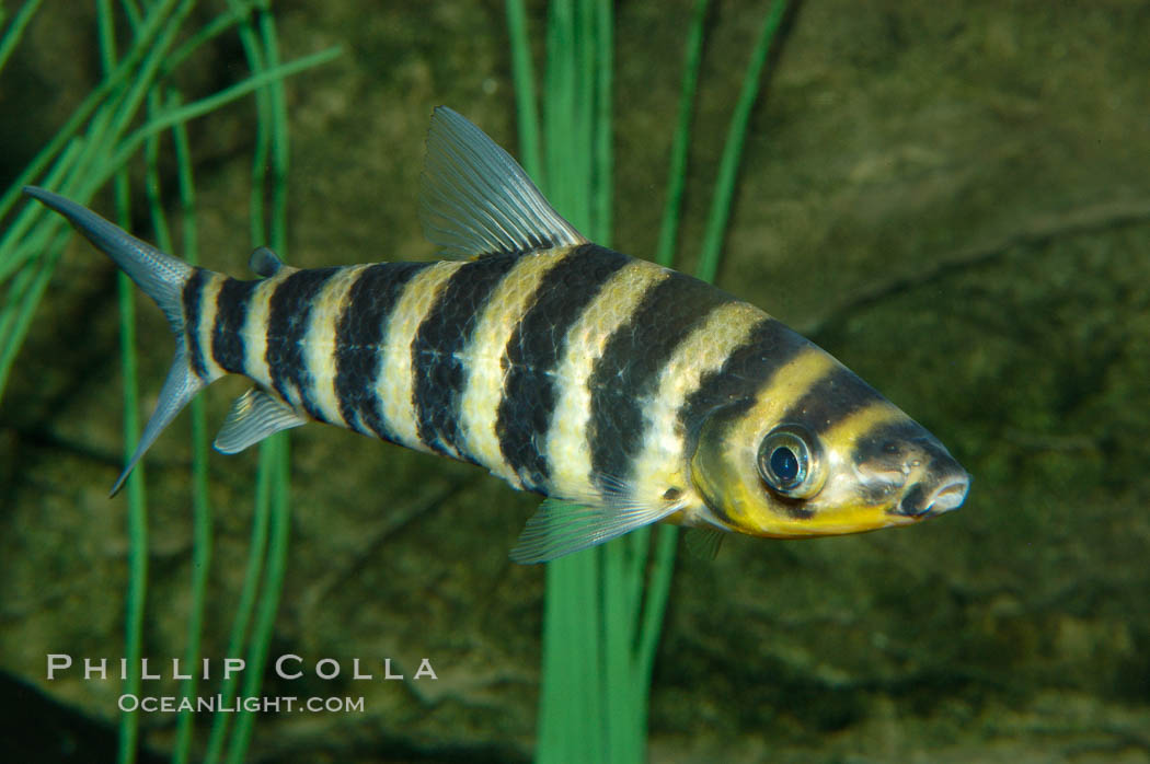 Headstander., Leporinus affinis, natural history stock photograph, photo id 09274