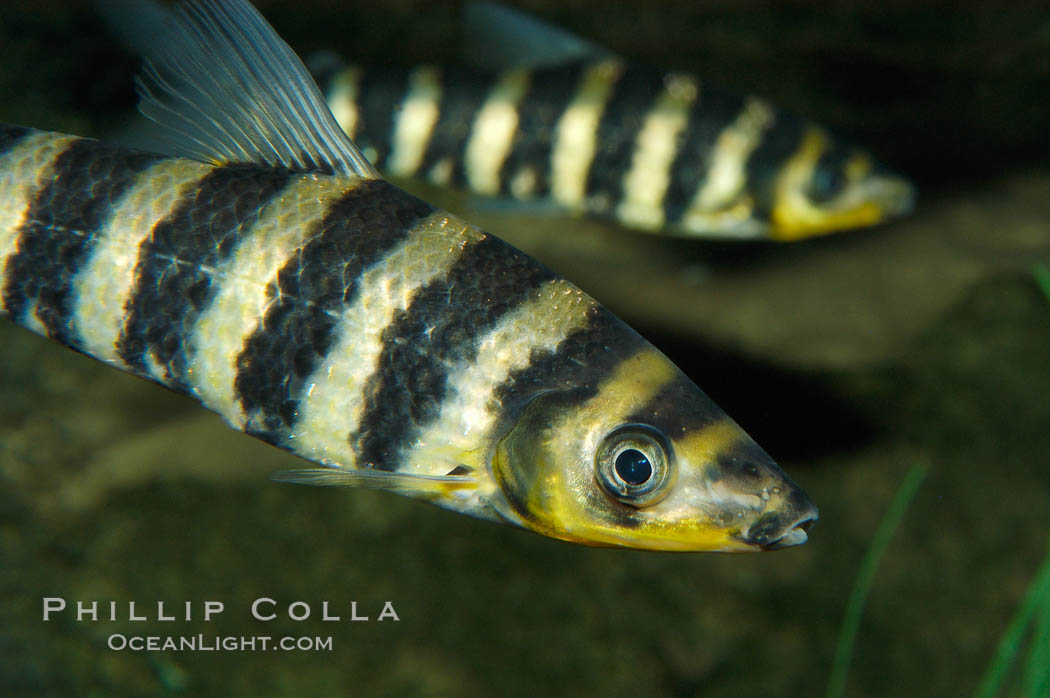 Headstander., Leporinus affinis, natural history stock photograph, photo id 09271