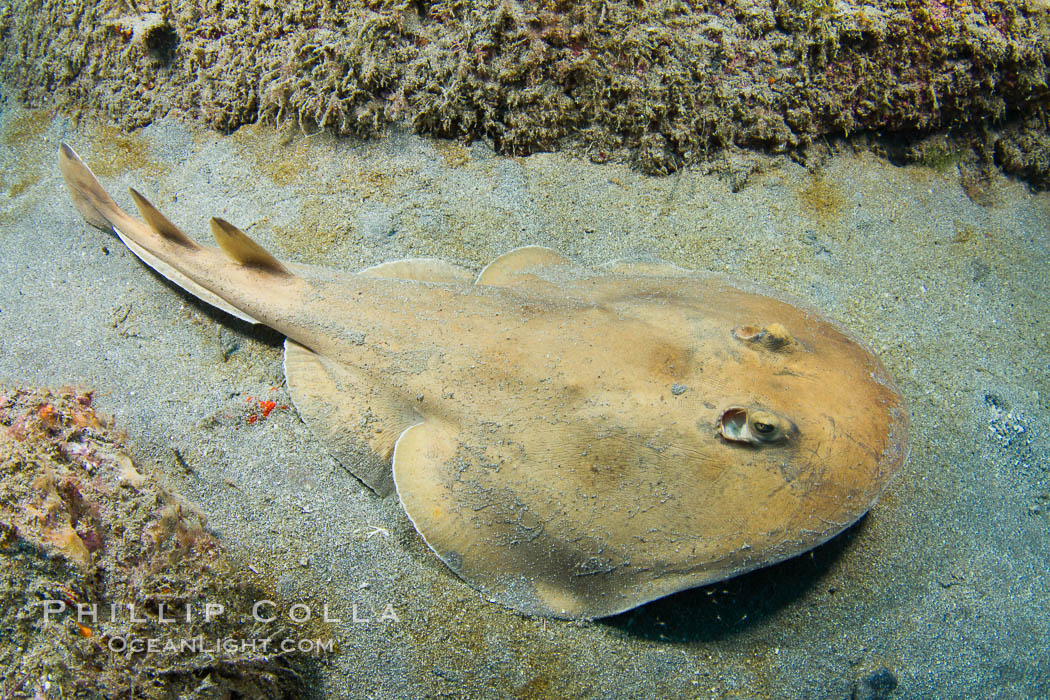 Lesser electric ray, Sea of Cortez, Baja California, Mexico., Narcine entemedor, natural history stock photograph, photo id 27550