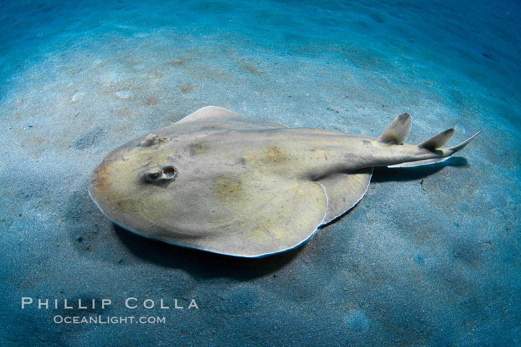 Lesser electric ray, Sea of Cortez, Baja California, Mexico., Narcine entemedor, natural history stock photograph, photo id 27548