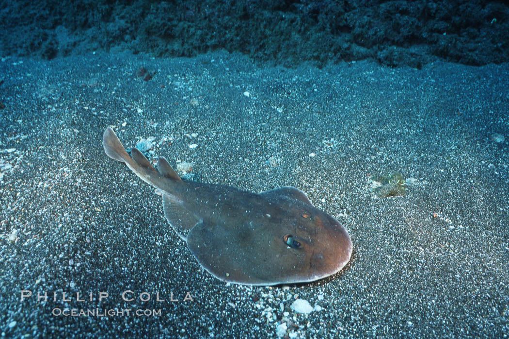 Lesser electric ray, Socorro Island (Revilligigedos)., Narcine entemedor, natural history stock photograph, photo id 04995