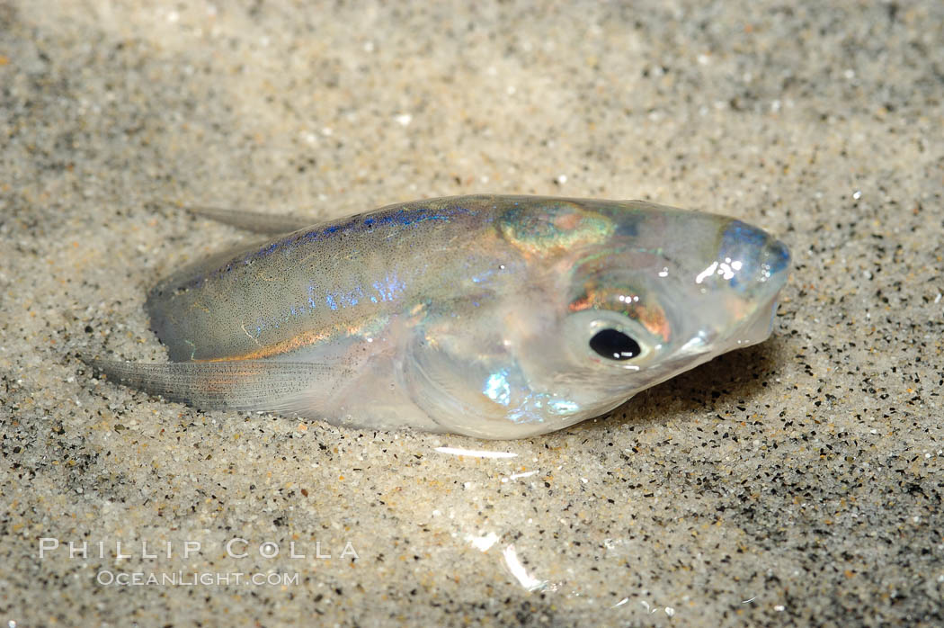 California grunion. Carlsbad, USA, Leuresthes tenuis, natural history stock photograph, photo id 09299