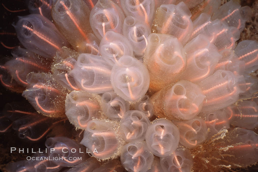 Lightbulb tunicate. San Diego, California, USA, Clavelina huntsmani, natural history stock photograph, photo id 02542