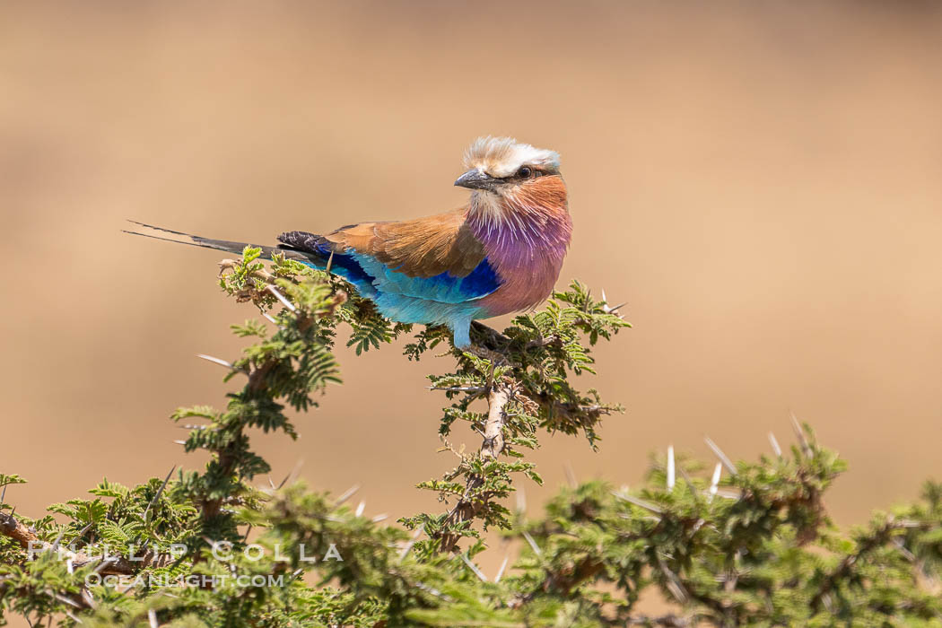 Lilac-Breasted Roller, Coracias caudatus, Mara North Conservancy, Kenya., Coracias caudatus, natural history stock photograph, photo id 39676
