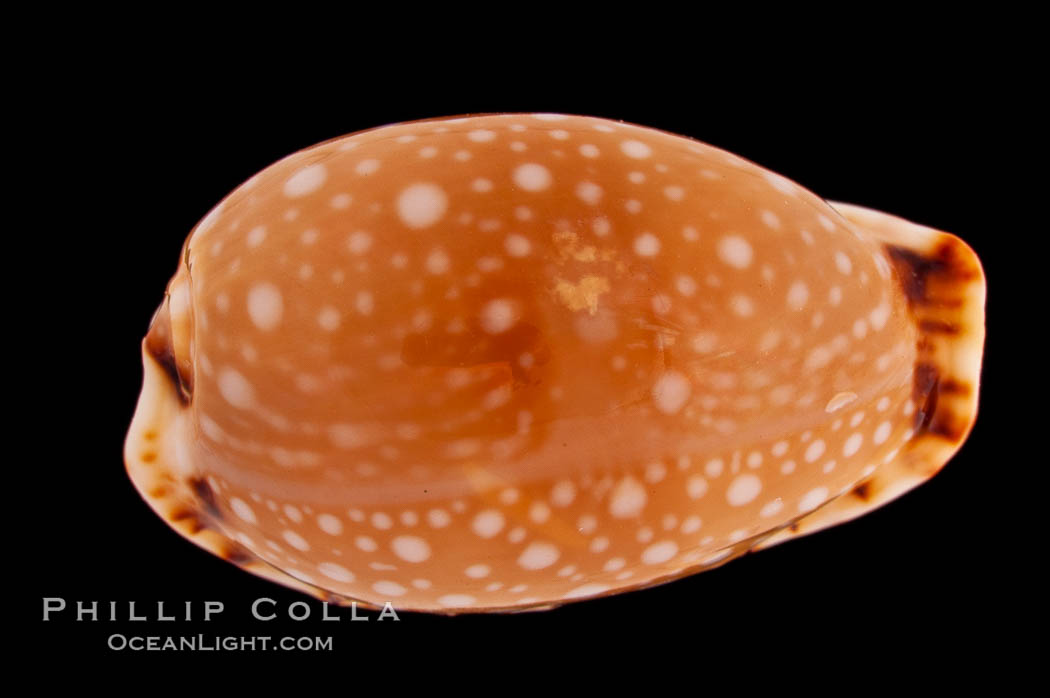 Lined-lip Cowrie., Cypraea labrolineata, natural history stock photograph, photo id 08271