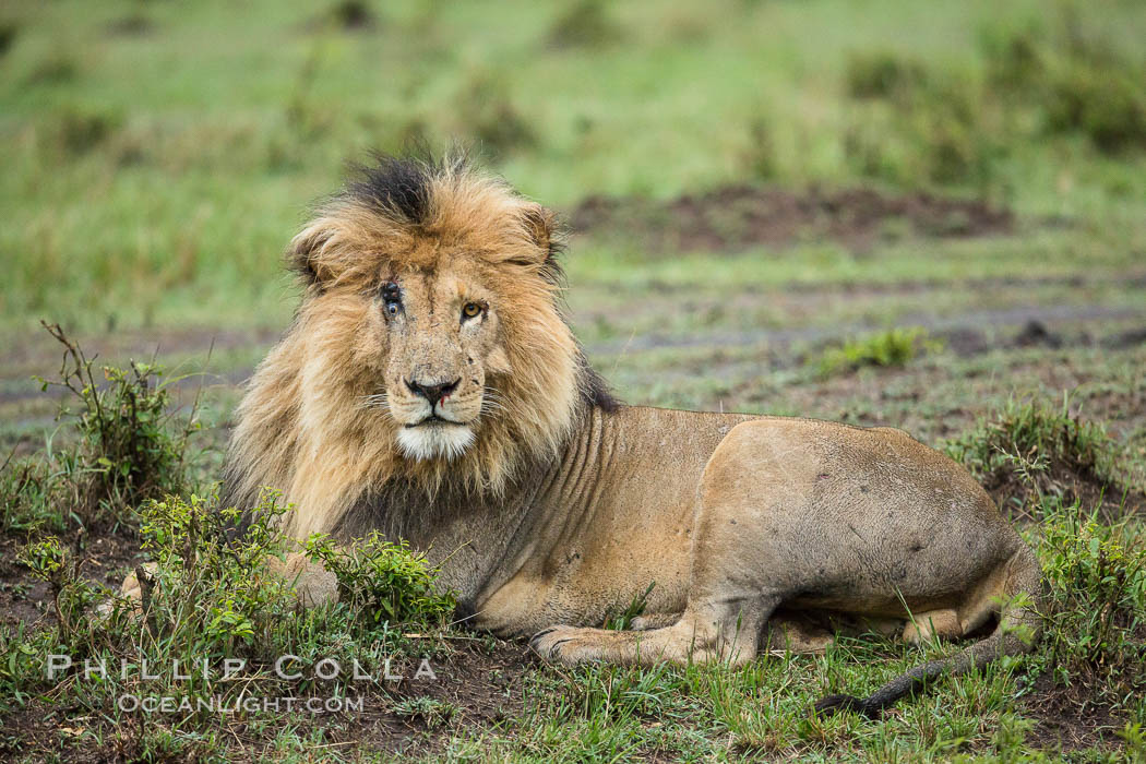 Lion, adult male, Maasai Mara National Reserve, Kenya., Panthera leo, natural history stock photograph, photo id 29786