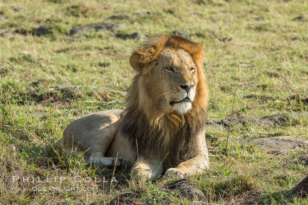 Lion, adult male, Maasai Mara National Reserve, Kenya., Panthera leo, natural history stock photograph, photo id 29894