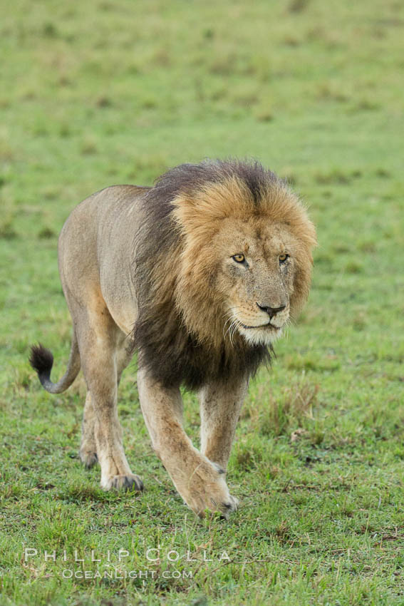 Lion, adult male, Maasai Mara National Reserve, Kenya., Panthera leo, natural history stock photograph, photo id 29864