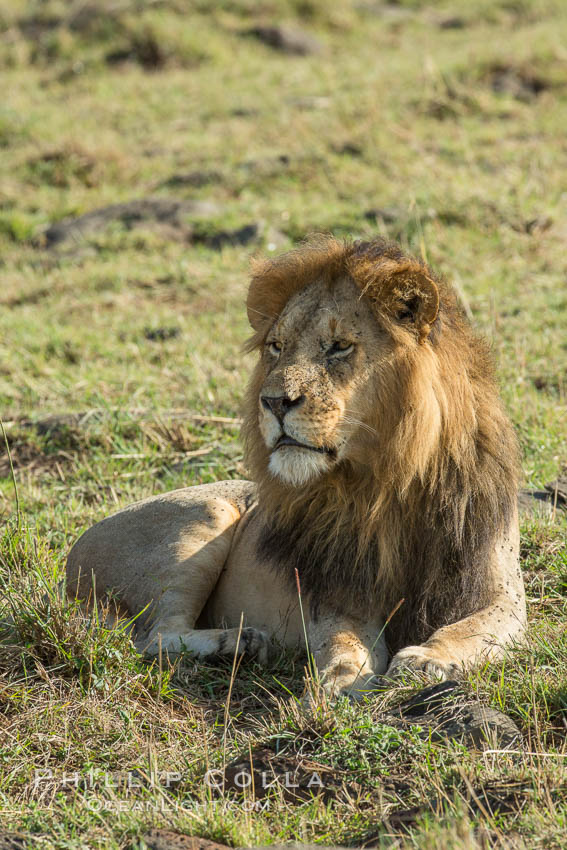 Lion, adult male, Maasai Mara National Reserve, Kenya., Panthera leo, natural history stock photograph, photo id 29896