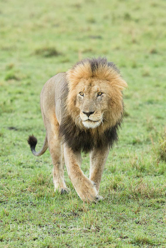 Lion, adult male, Maasai Mara National Reserve, Kenya., Panthera leo, natural history stock photograph, photo id 29863