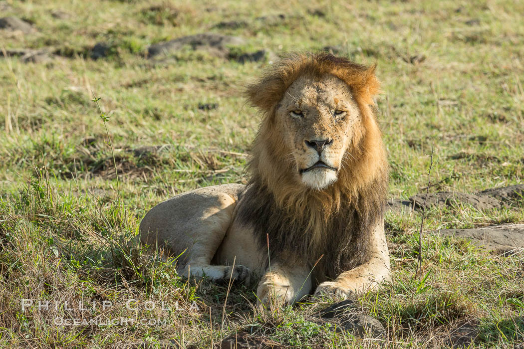 Lion, adult male, Maasai Mara National Reserve, Kenya., Panthera leo, natural history stock photograph, photo id 29895