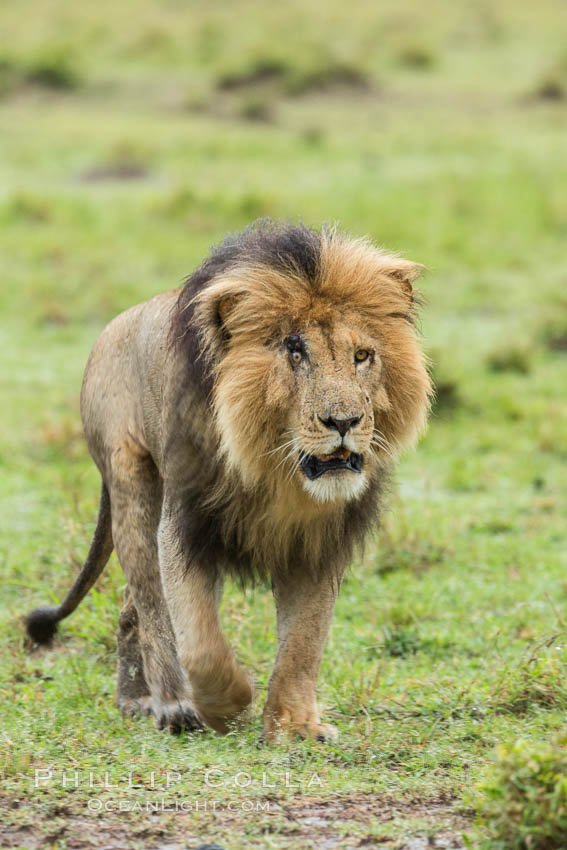Lion, adult male, Maasai Mara National Reserve, Kenya., Panthera leo, natural history stock photograph, photo id 29785