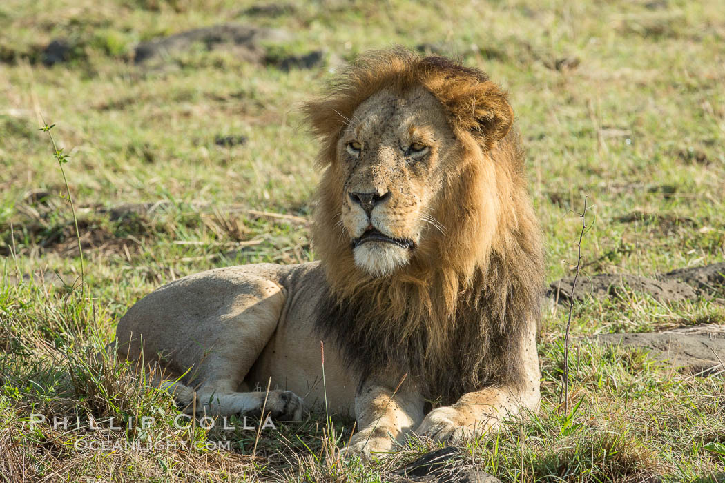 Lion, adult male, Maasai Mara National Reserve, Kenya., Panthera leo, natural history stock photograph, photo id 29893