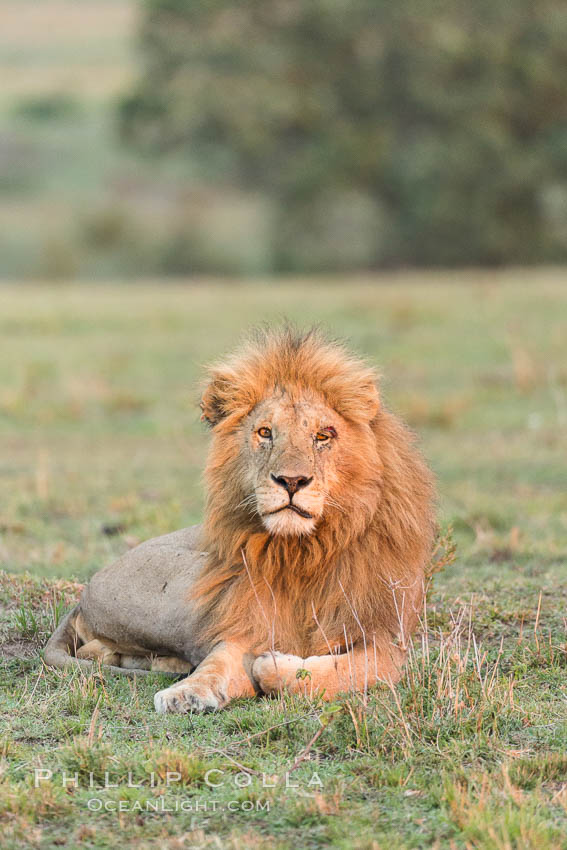 Lion, adult male, Olare Orok Conservancy, Kenya., Panthera leo, natural history stock photograph, photo id 29988