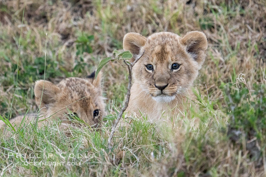 Lion Cub Eight Weeks Old, Mara North Conservancy, Kenya., Panthera leo, natural history stock photograph, photo id 39657