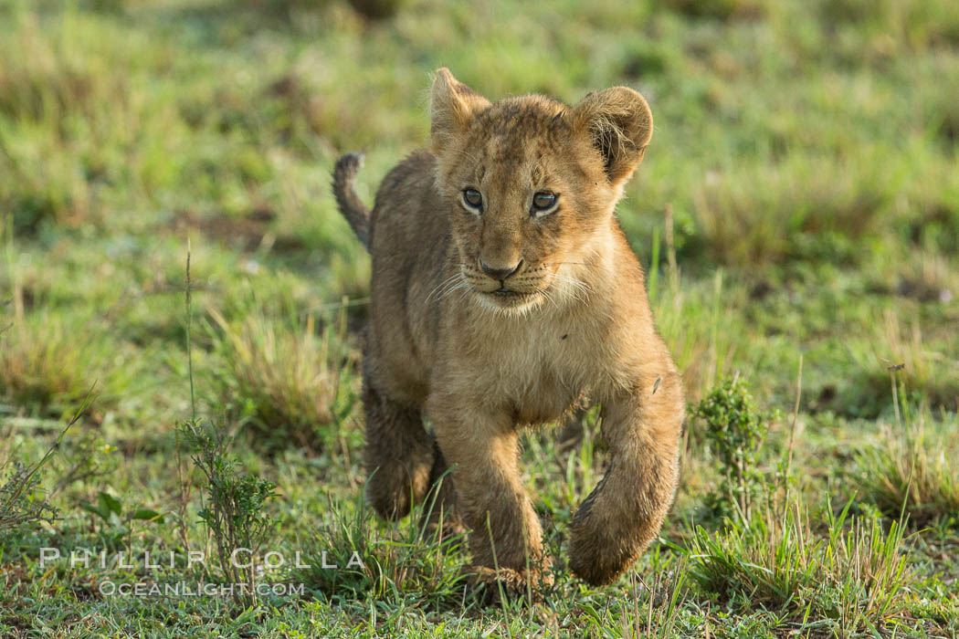 Lion cub, Maasai Mara National Reserve, Kenya., Panthera leo, natural history stock photograph, photo id 29948
