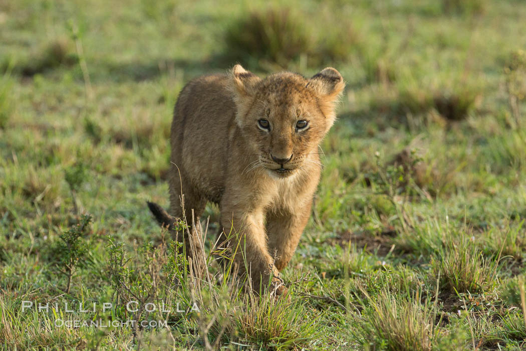 Lion cub, Maasai Mara National Reserve, Kenya., Panthera leo, natural history stock photograph, photo id 29947