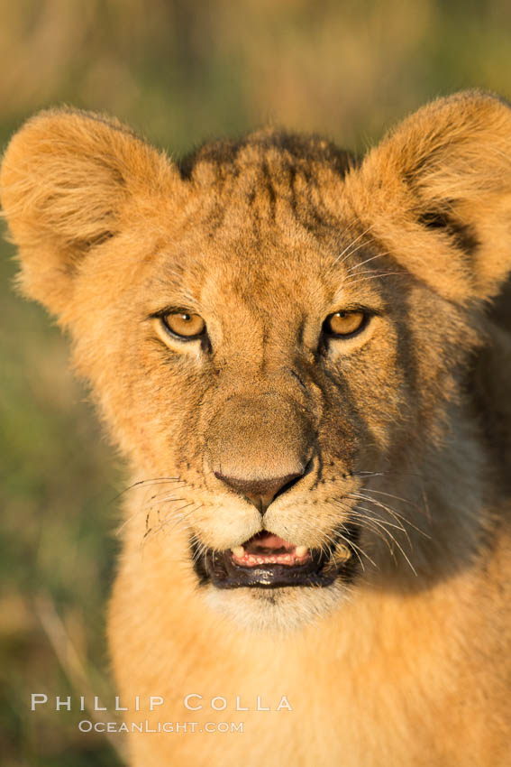 Lion cub, Olare Orok Conservancy, Kenya., Panthera leo, natural history stock photograph, photo id 30126