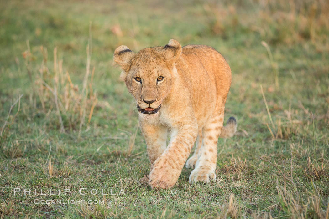Lion cub, Olare Orok Conservancy, Kenya., Panthera leo, natural history stock photograph, photo id 30116