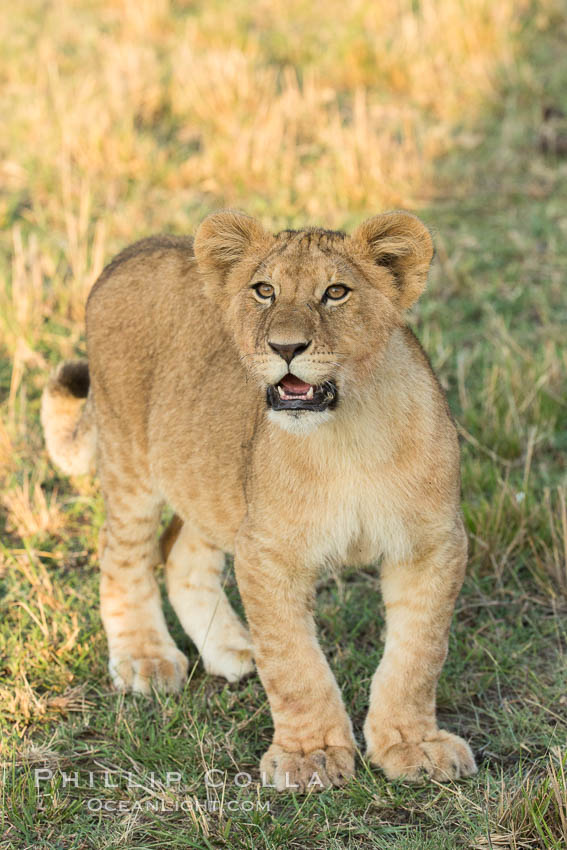 Lion cub, Olare Orok Conservancy, Kenya., Panthera leo, natural history stock photograph, photo id 30127