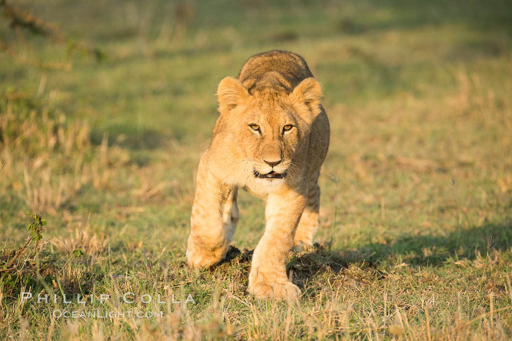 Lion cub, Olare Orok Conservancy, Kenya., Panthera leo, natural history stock photograph, photo id 30125