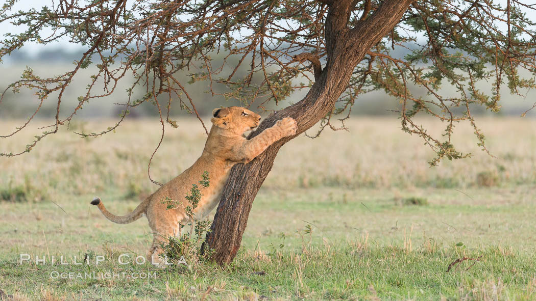 Lion cub scratching on tree, Olare Orok Conservancy, Kenya., Panthera leo, natural history stock photograph, photo id 30106