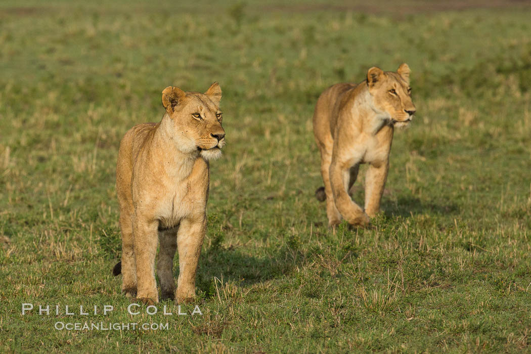 Lion cubs, Maasai Mara National Reserve, Kenya., Panthera leo, natural history stock photograph, photo id 29946
