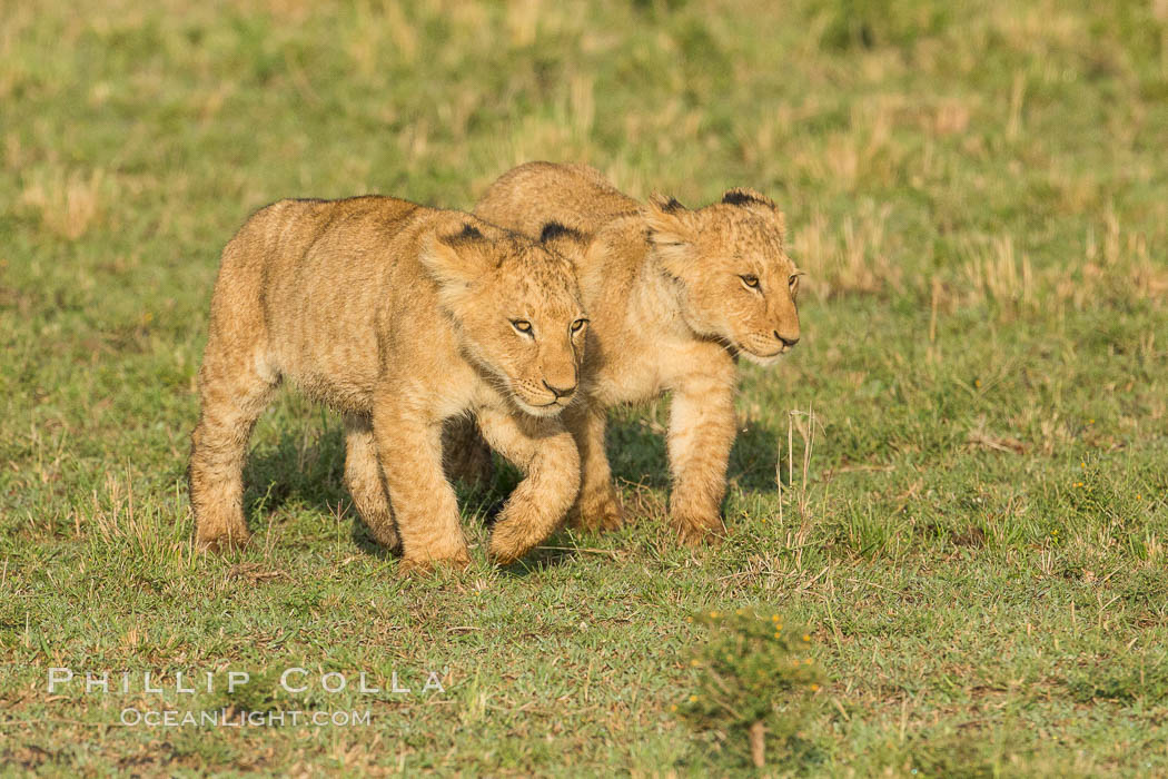 Lion cubs, Maasai Mara National Reserve, Kenya., Panthera leo, natural history stock photograph, photo id 29944