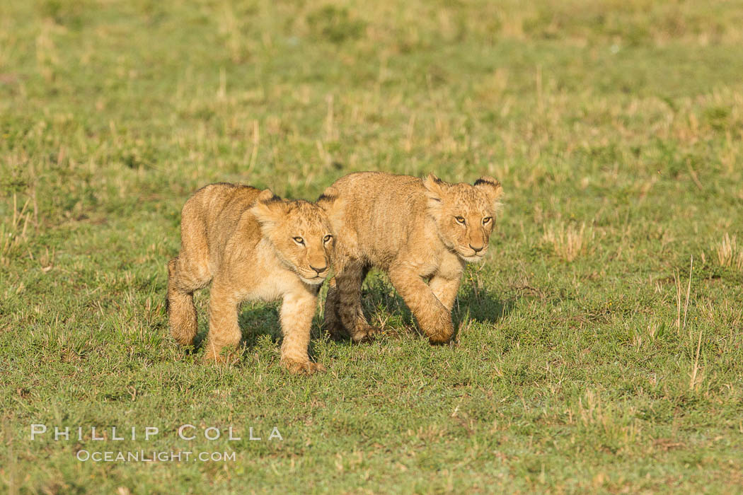 Lion cubs, Maasai Mara National Reserve, Kenya., Panthera leo, natural history stock photograph, photo id 29943