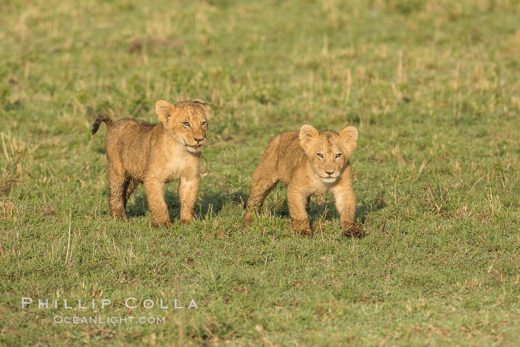 Lion cubs, Maasai Mara National Reserve, Kenya., Panthera leo, natural history stock photograph, photo id 29945