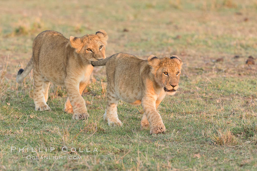 Lion cubs, Olare Orok Conservancy, Kenya., Panthera leo, natural history stock photograph, photo id 30114