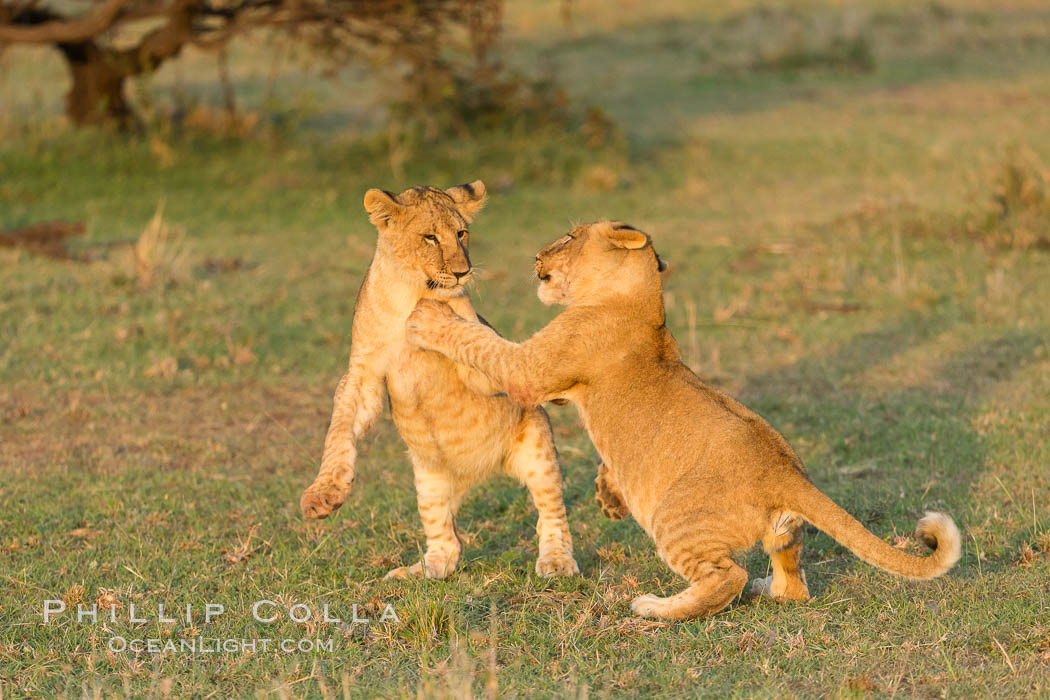 Lion cubs, Olare Orok Conservancy, Kenya., Panthera leo, natural history stock photograph, photo id 30118