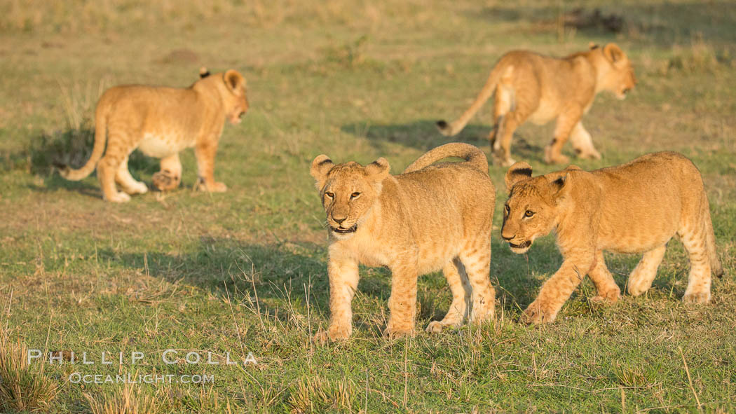 Lion cubs, Olare Orok Conservancy, Kenya., Panthera leo, natural history stock photograph, photo id 30124