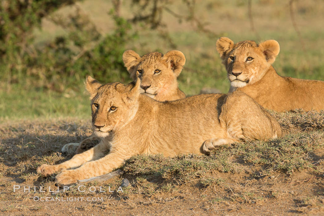 Lion cubs, Olare Orok Conservancy, Kenya., Panthera leo, natural history stock photograph, photo id 30128