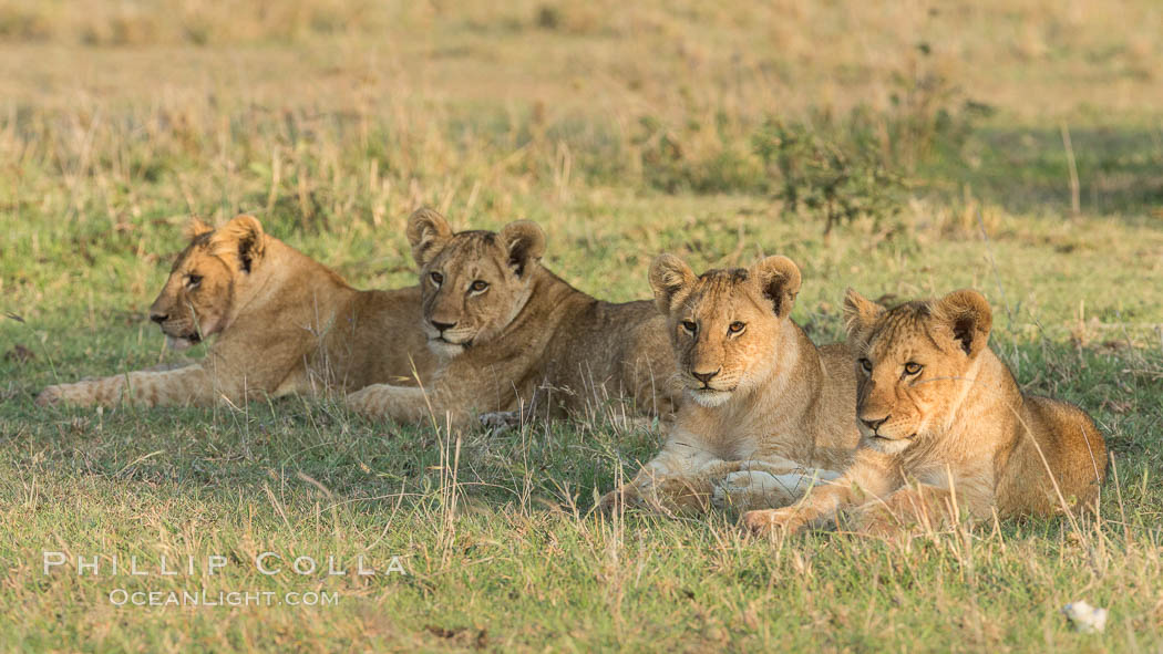 Lion cubs, Olare Orok Conservancy, Kenya., Panthera leo, natural history stock photograph, photo id 30129