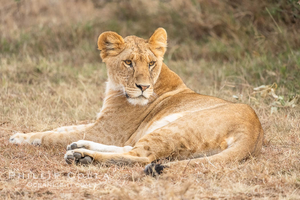 Lion at Dusk, Mara North Conservancy, Kenya., Panthera leo, natural history stock photograph, photo id 39712