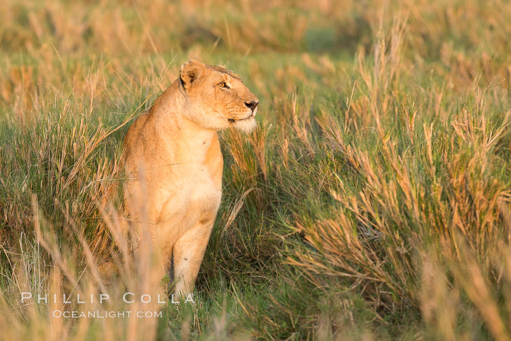 Lion female, Maasai Mara National Reserve, Kenya., Panthera leo, natural history stock photograph, photo id 29918