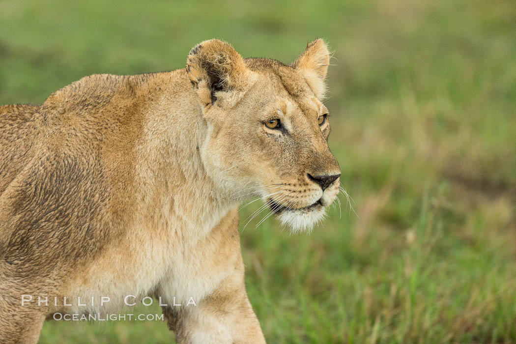 Lion female, Maasai Mara National Reserve, Kenya., Panthera leo, natural history stock photograph, photo id 29860