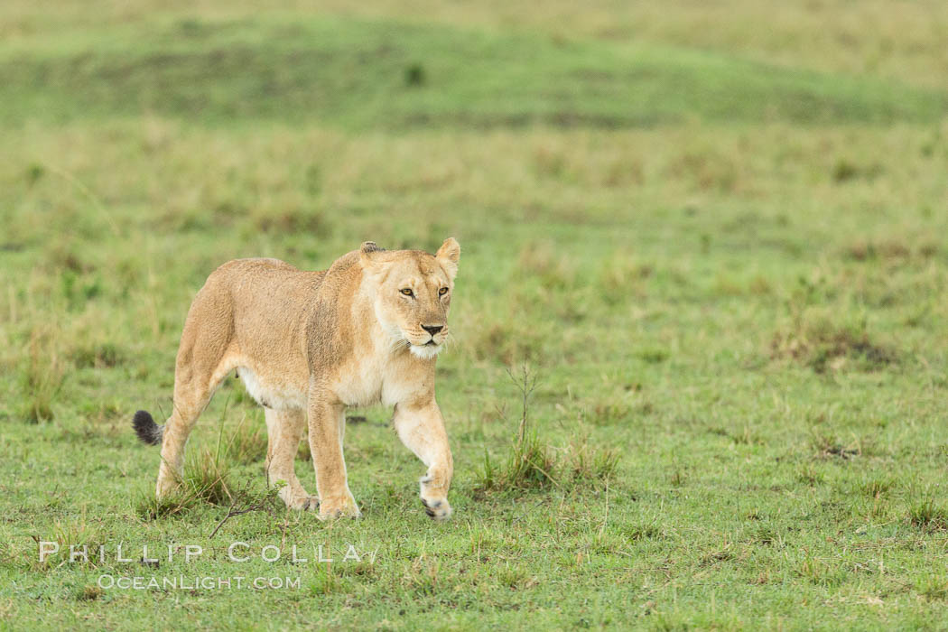 Lion female, Maasai Mara National Reserve, Kenya., Panthera leo, natural history stock photograph, photo id 29859