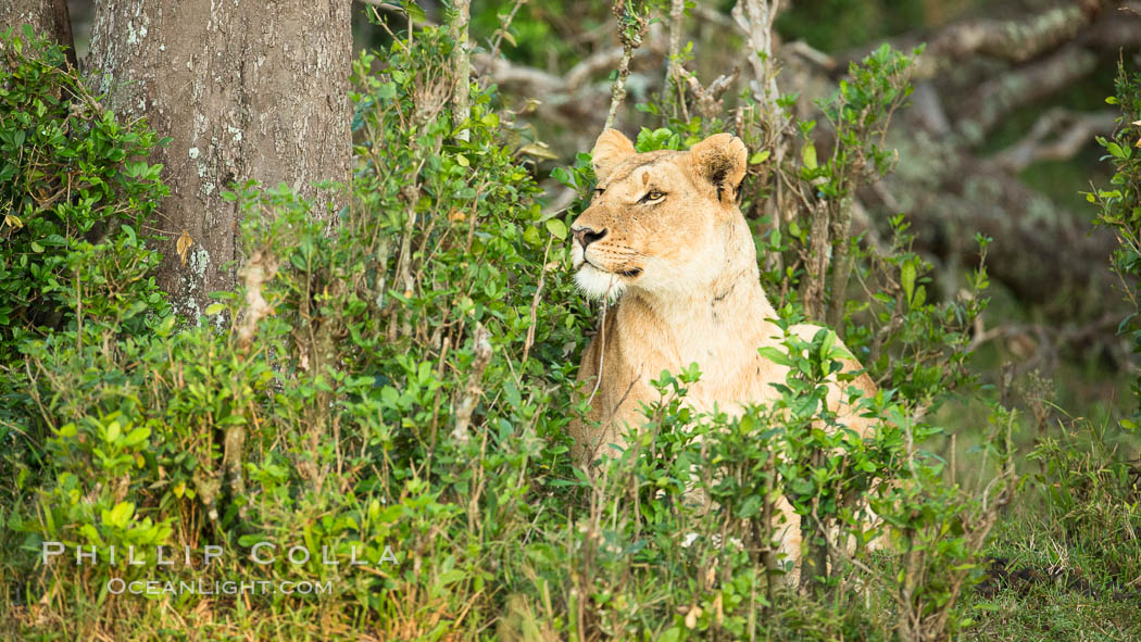 Lion female, Maasai Mara National Reserve, Kenya., Panthera leo, natural history stock photograph, photo id 29881