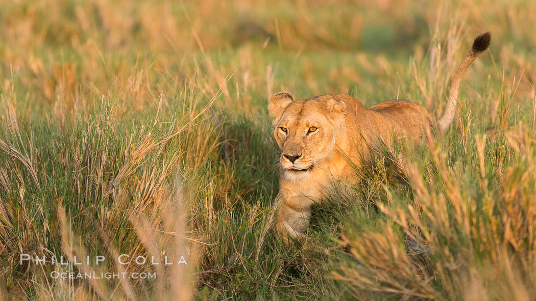 Lion female, Maasai Mara National Reserve, Kenya., Panthera leo, natural history stock photograph, photo id 29917