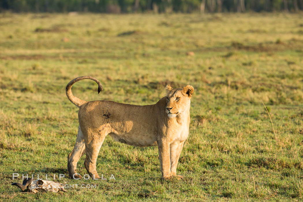 Lion, Maasai Mara National Reserve, Kenya., Panthera leo, natural history stock photograph, photo id 29928