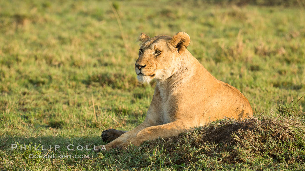 Lion, Maasai Mara National Reserve, Kenya., Panthera leo, natural history stock photograph, photo id 29929