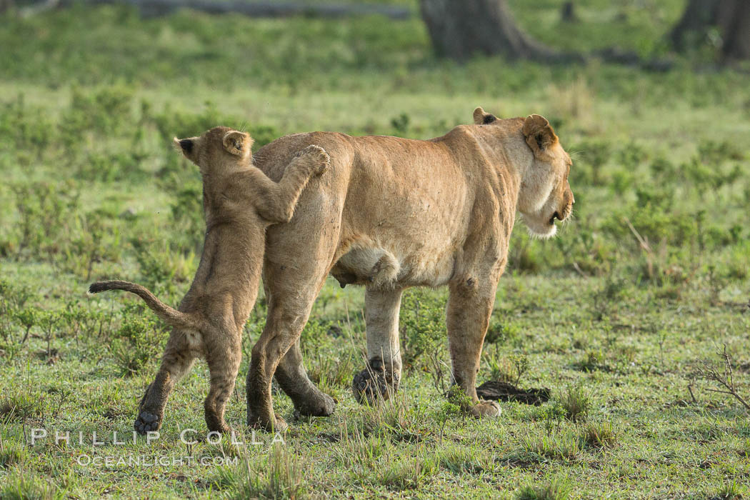 Lion, Maasai Mara National Reserve, Kenya., Panthera leo, natural history stock photograph, photo id 29949