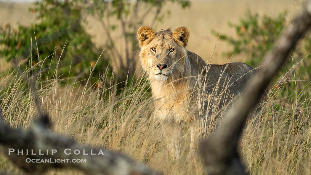 Lion in the Mara North Conservancy, Greater Masai Mara, Kenya., Panthera leo, natural history stock photograph, photo id 39694